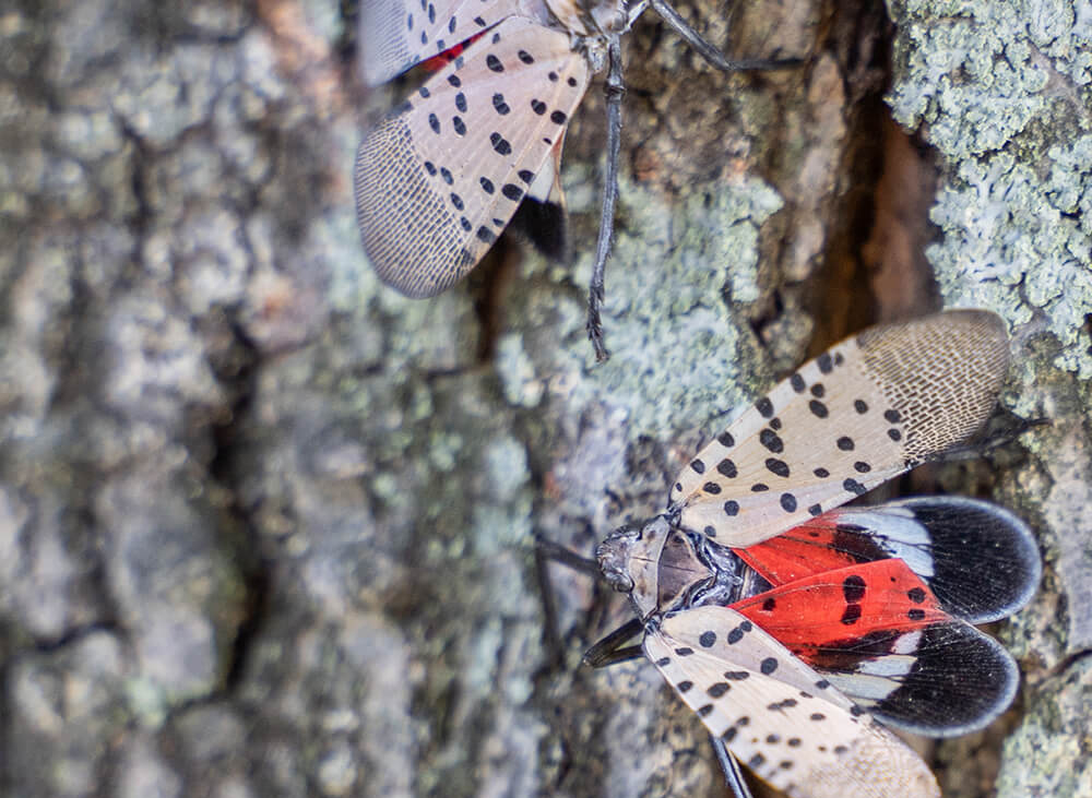 Spotted Lantern Fly treatment